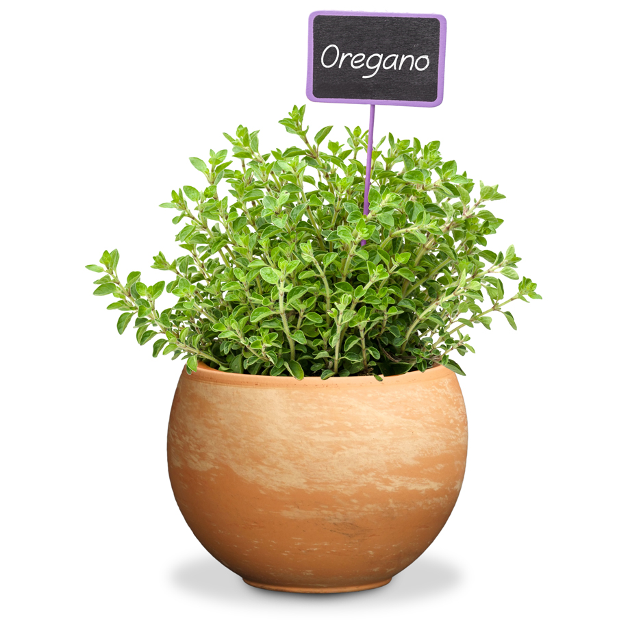 Cloche Pot - Rugby Stripe Glaze