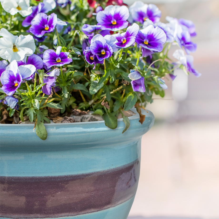 Cloche Pot - Rugby Stripe Glaze